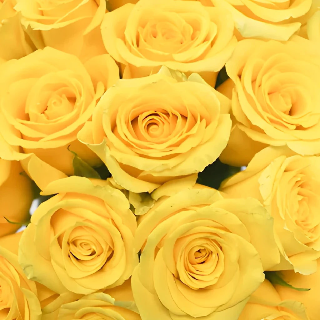 High & Exotic Roses Standard - alternative 2