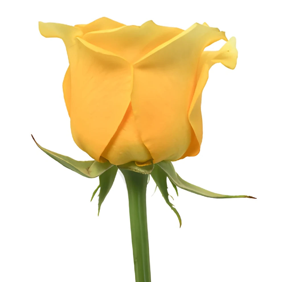 High & Exotic Roses Standard - alternative 3