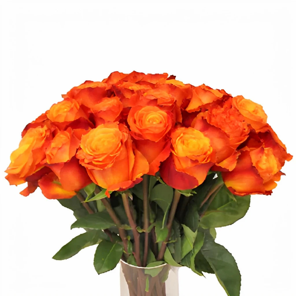 High & Intenzz Roses Standard - main