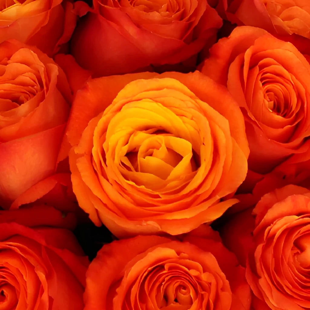 High & Intenzz Roses Standard - alternative 3