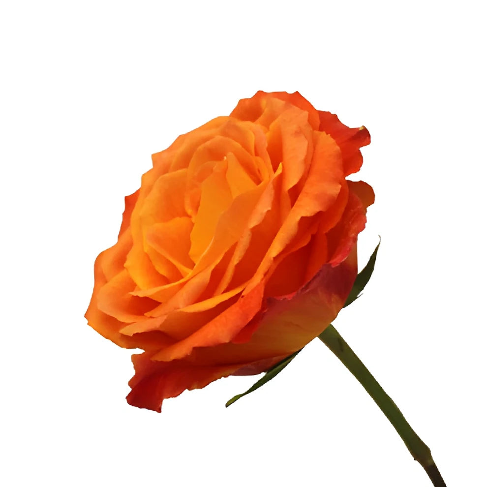 High & Intenzz Roses Standard - alternative 1