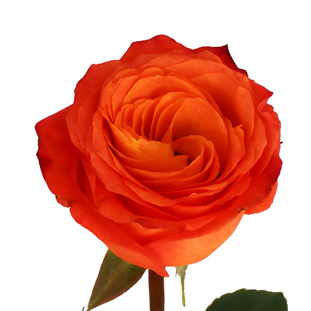 High & Intenzz Roses Standard - alternative 2