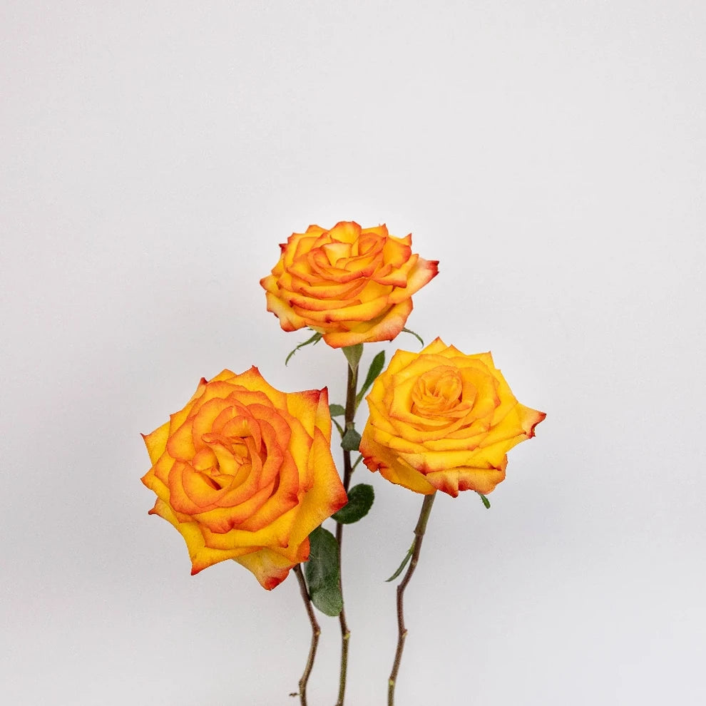 High And Magic Roses Standard - alternative 1