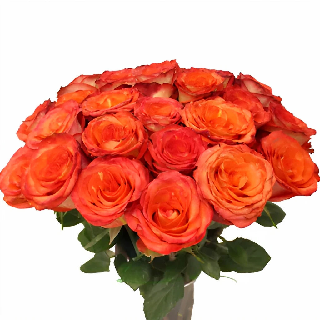 High & Orange Magic Roses Standard - main