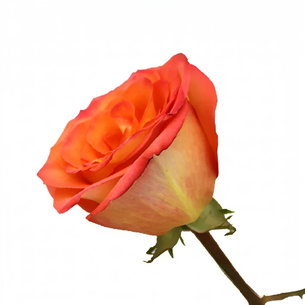 High & Orange Magic Roses Standard - alternative 3