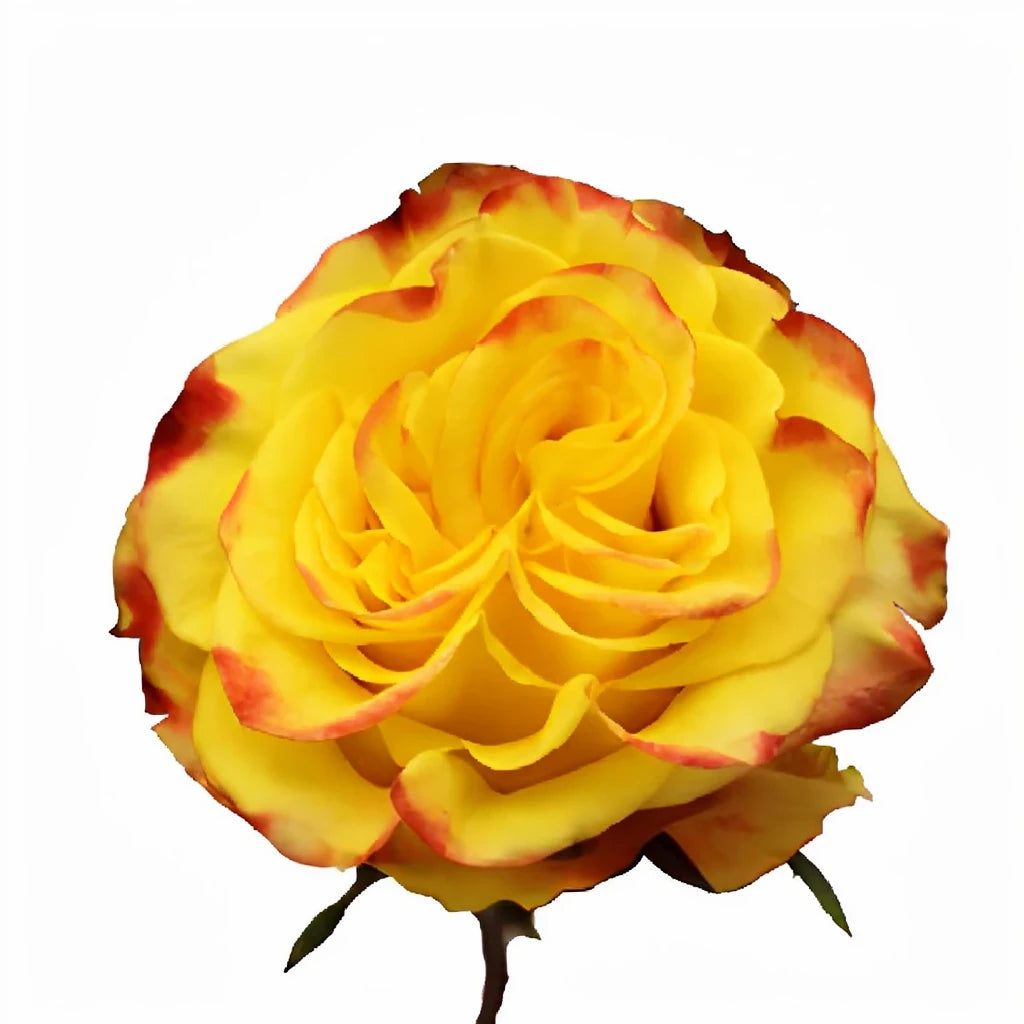 High & Pure Yellow Magic Roses Standard - main