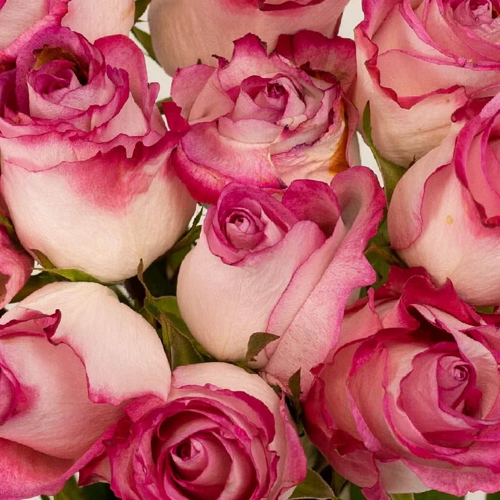 High & Candy Roses Standard - alternative 1