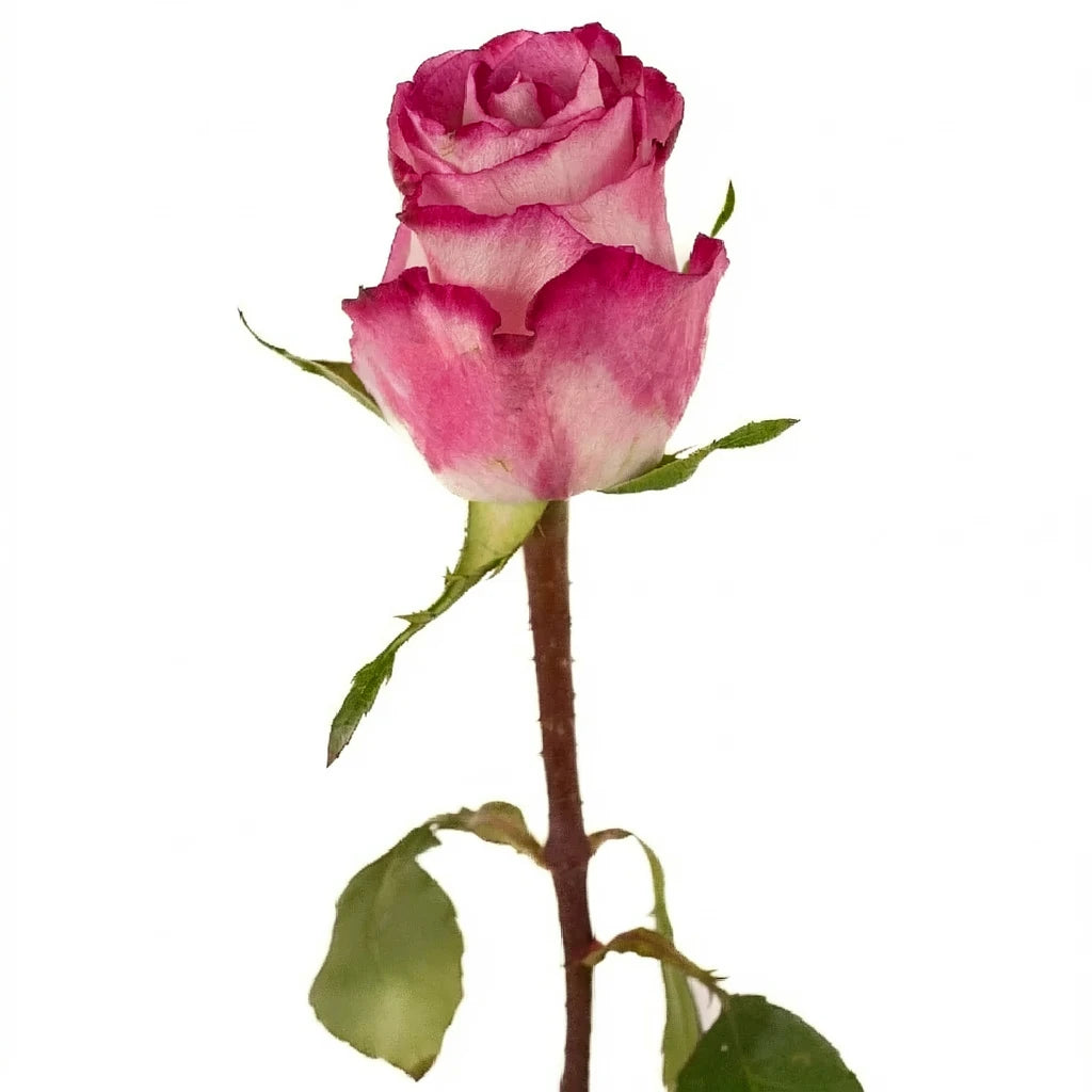 High & Candy Roses Standard - alternative 2