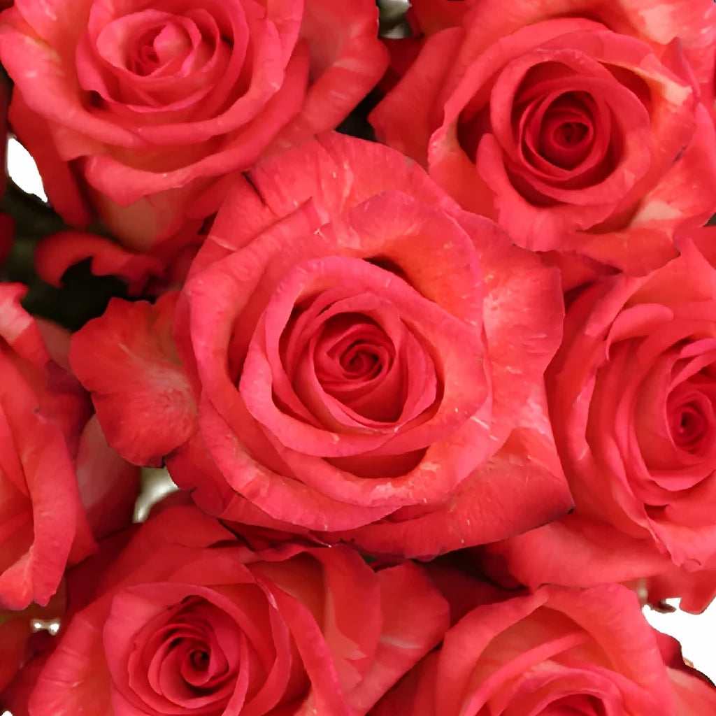 High And Twinkle Roses Standard - alternative 3