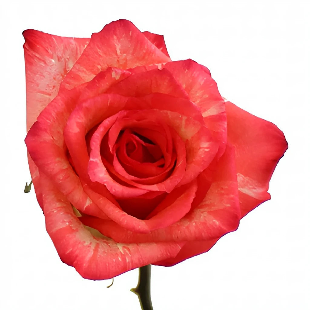 High And Twinkle Roses Standard - alternative 1