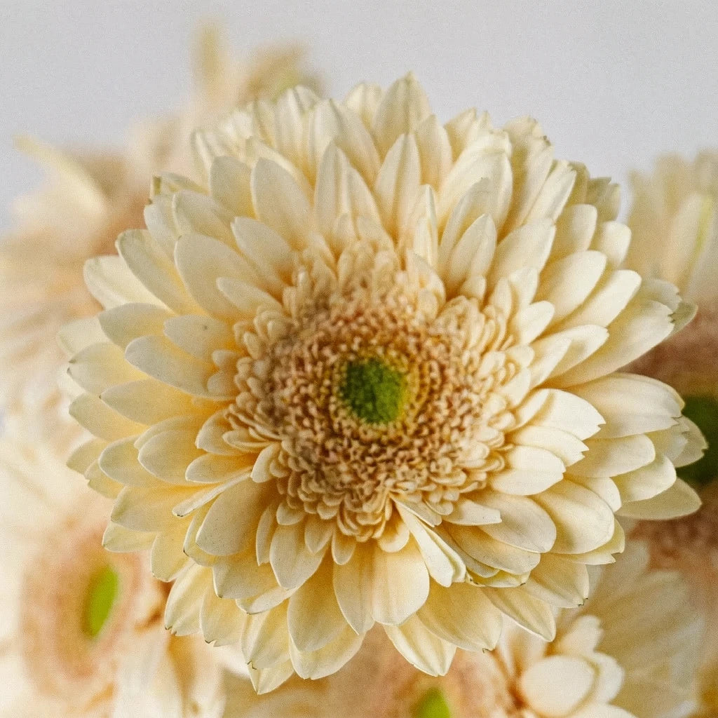 Blush Gerberas - alternative 1