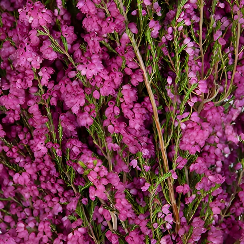 Pink Hot Heather - alternative 2