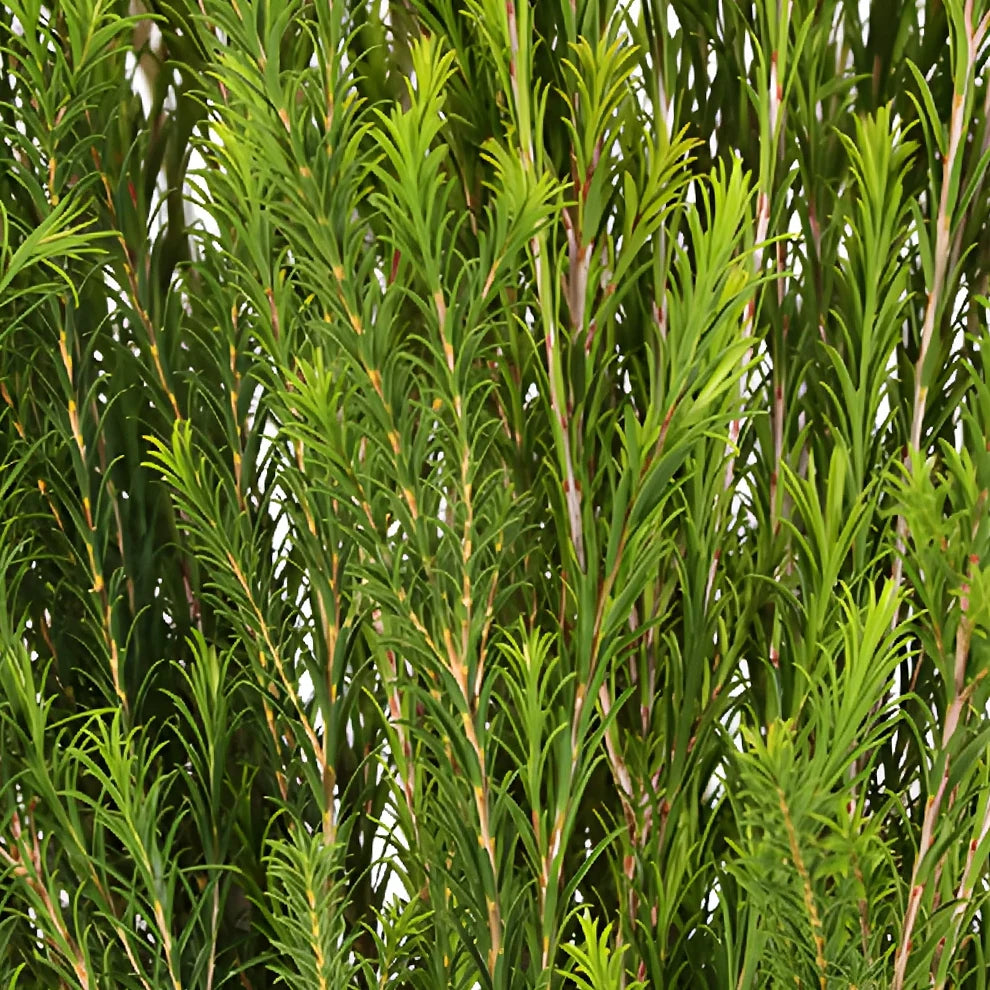 Honey Bracelet Greenery - main