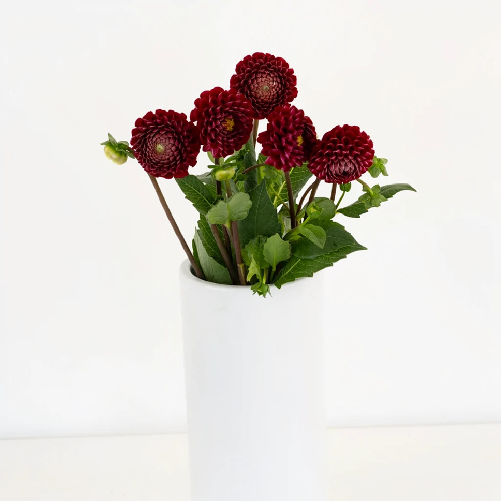 Dark Red Dahlias - main