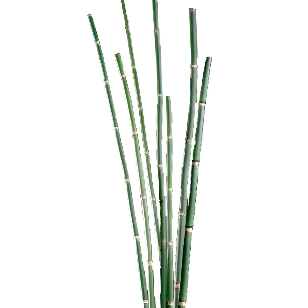 Horsetail Greenery - main