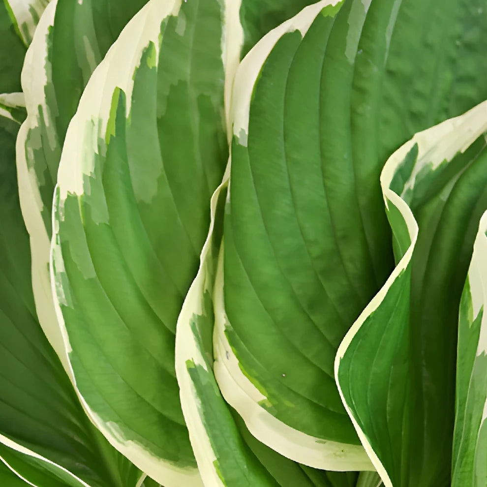 Hosta Leaves Greenery - alternative 1