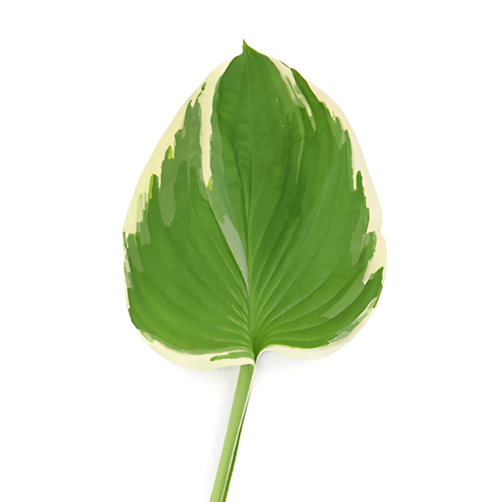Hosta Leaves Greenery - main