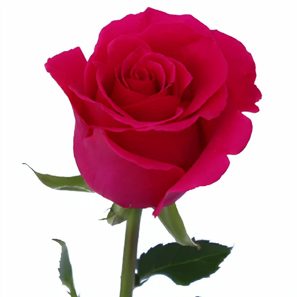 Hot Lady Roses Standard - main