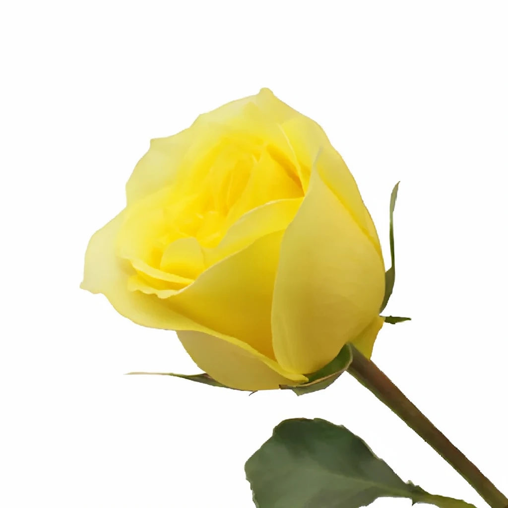 Hot Merengue Roses Standard - main