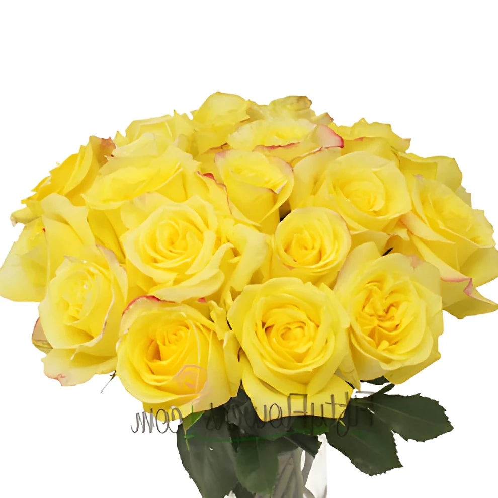 Hot Merengue Roses Standard - alternative 1