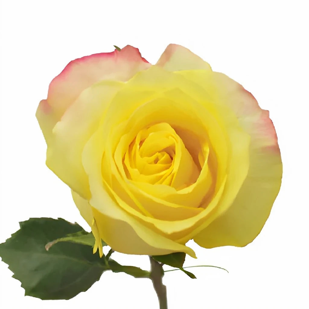 Hot Merengue Roses Standard - alternative 3