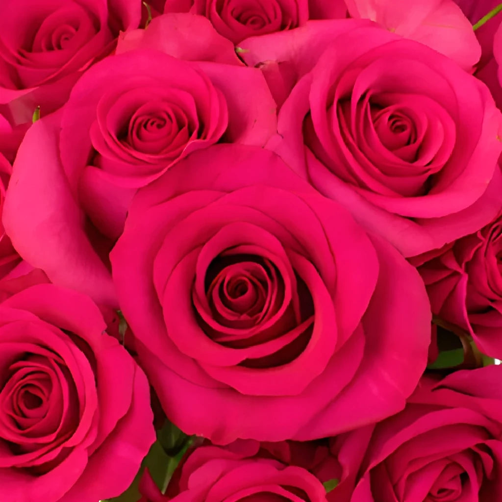 Hot Paris Roses Standard - main
