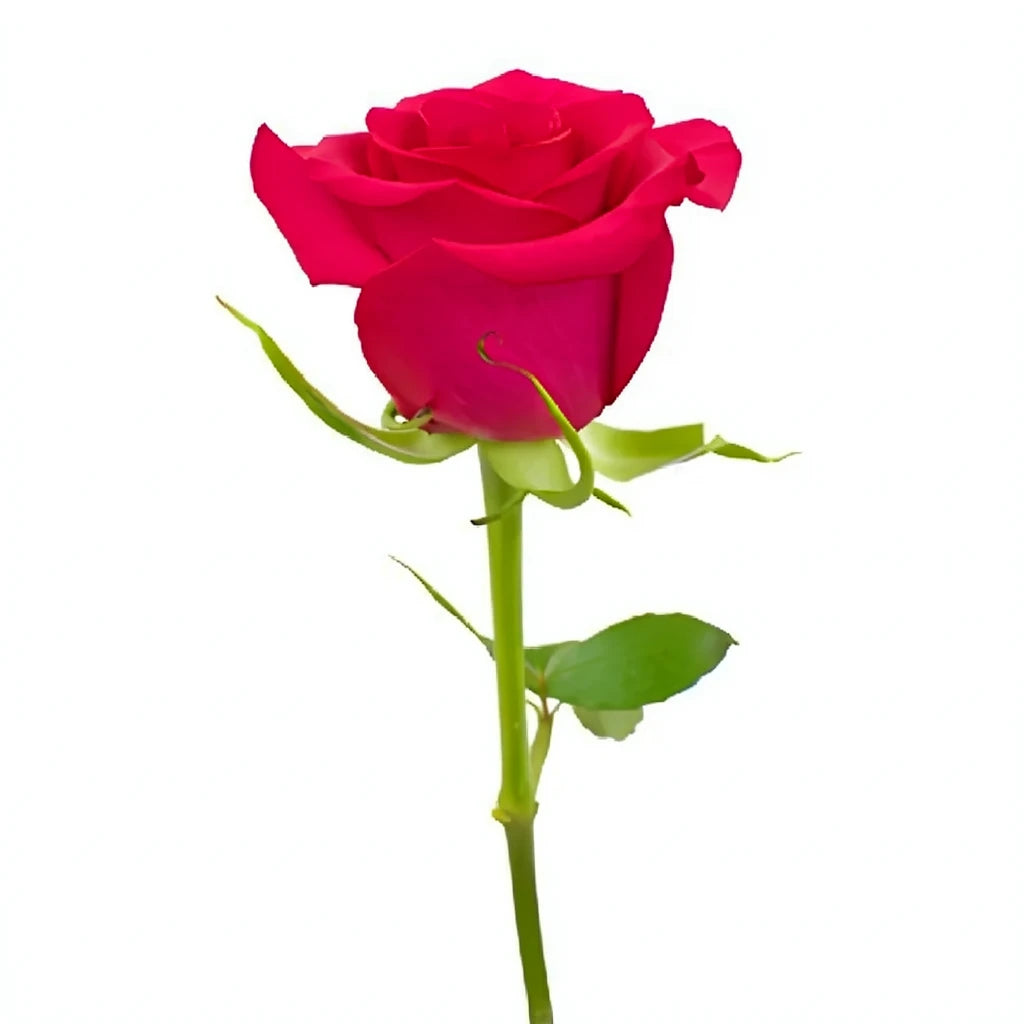 Hot Paris Roses Standard - alternative 3