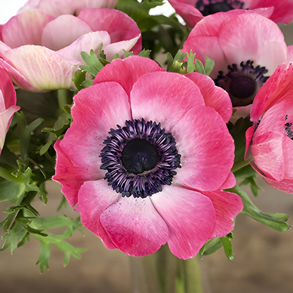 Pink Dark Anemones - alternative 1