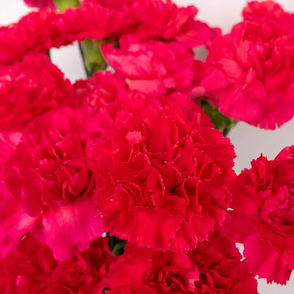 Bizeth Carnations - main