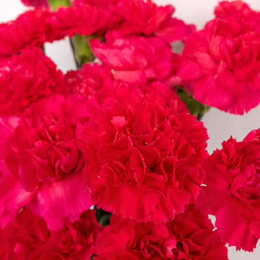 Budapest Carnations - alternative 1