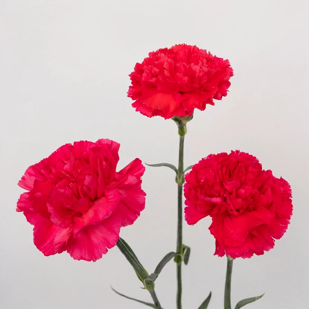 Bizeth Carnations - alternative 2