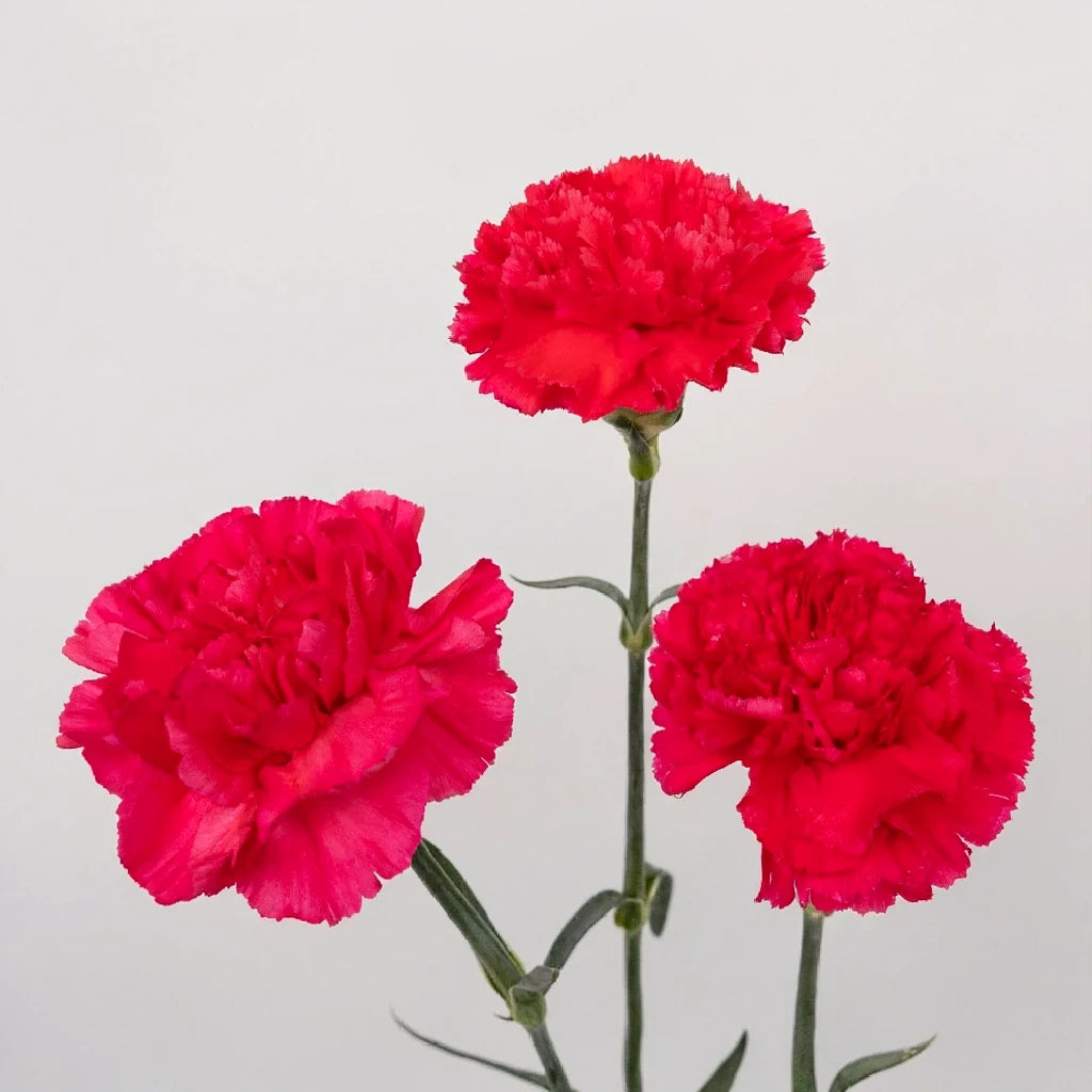 Budapest Carnations - main