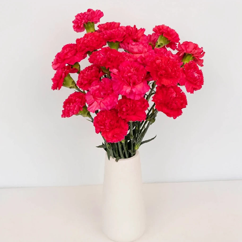 Bizeth Carnations - alternative 1
