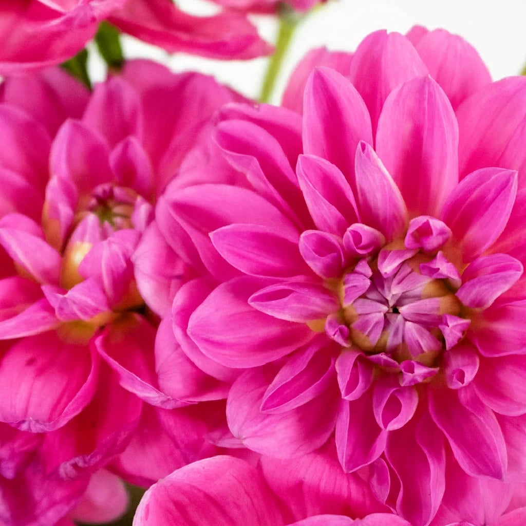 Pink Hot Dahlias - main