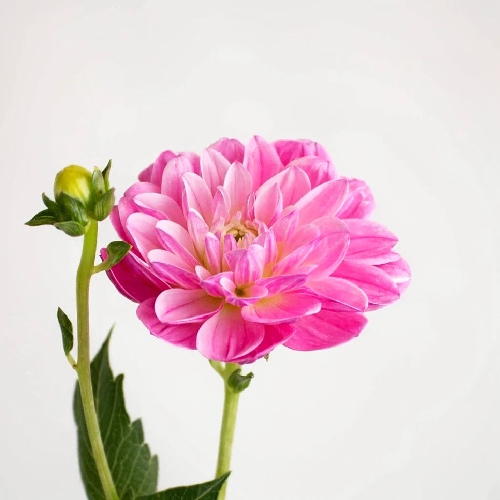 Pink Hot Dahlias - alternative 1