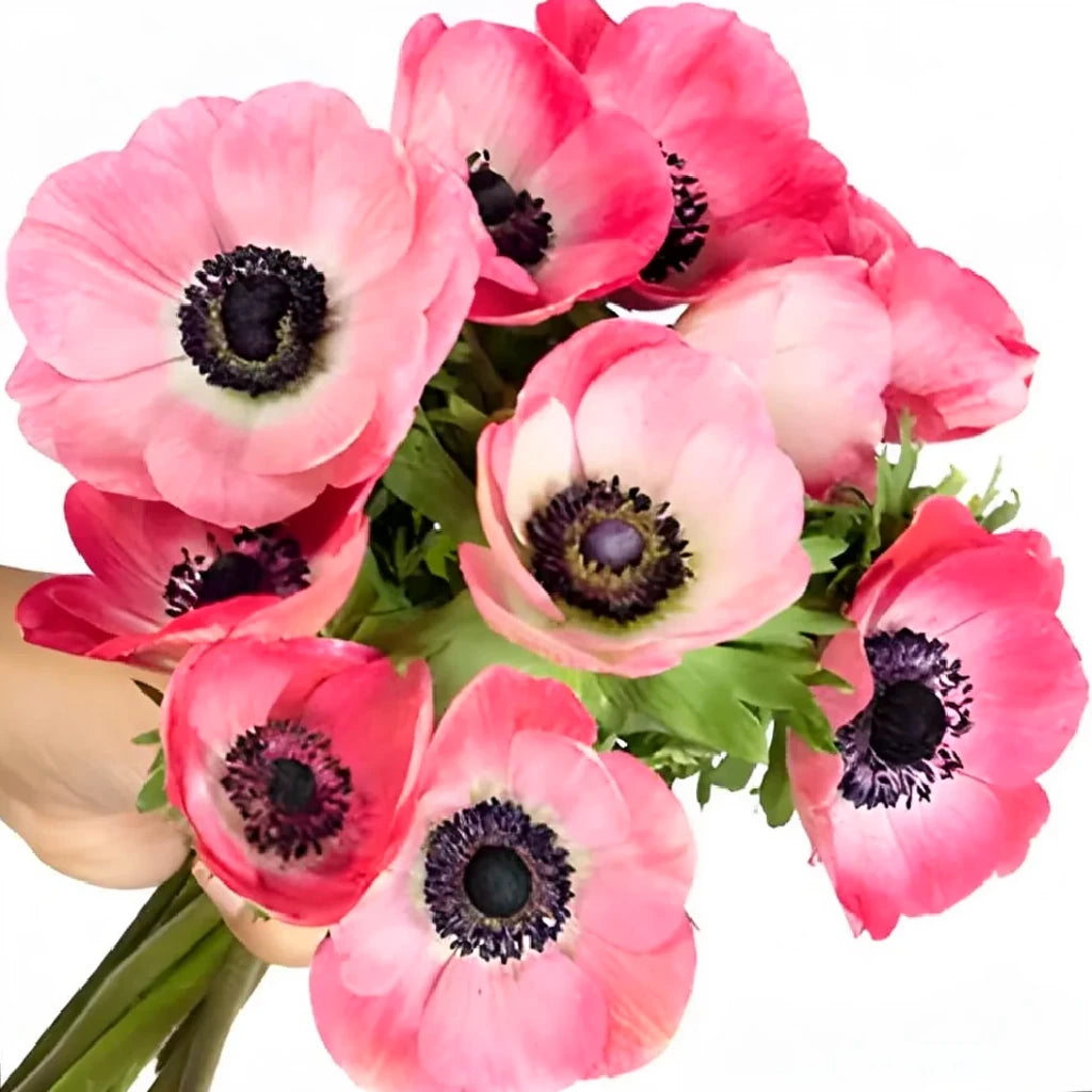 Pink Dark Anemones - alternative 2