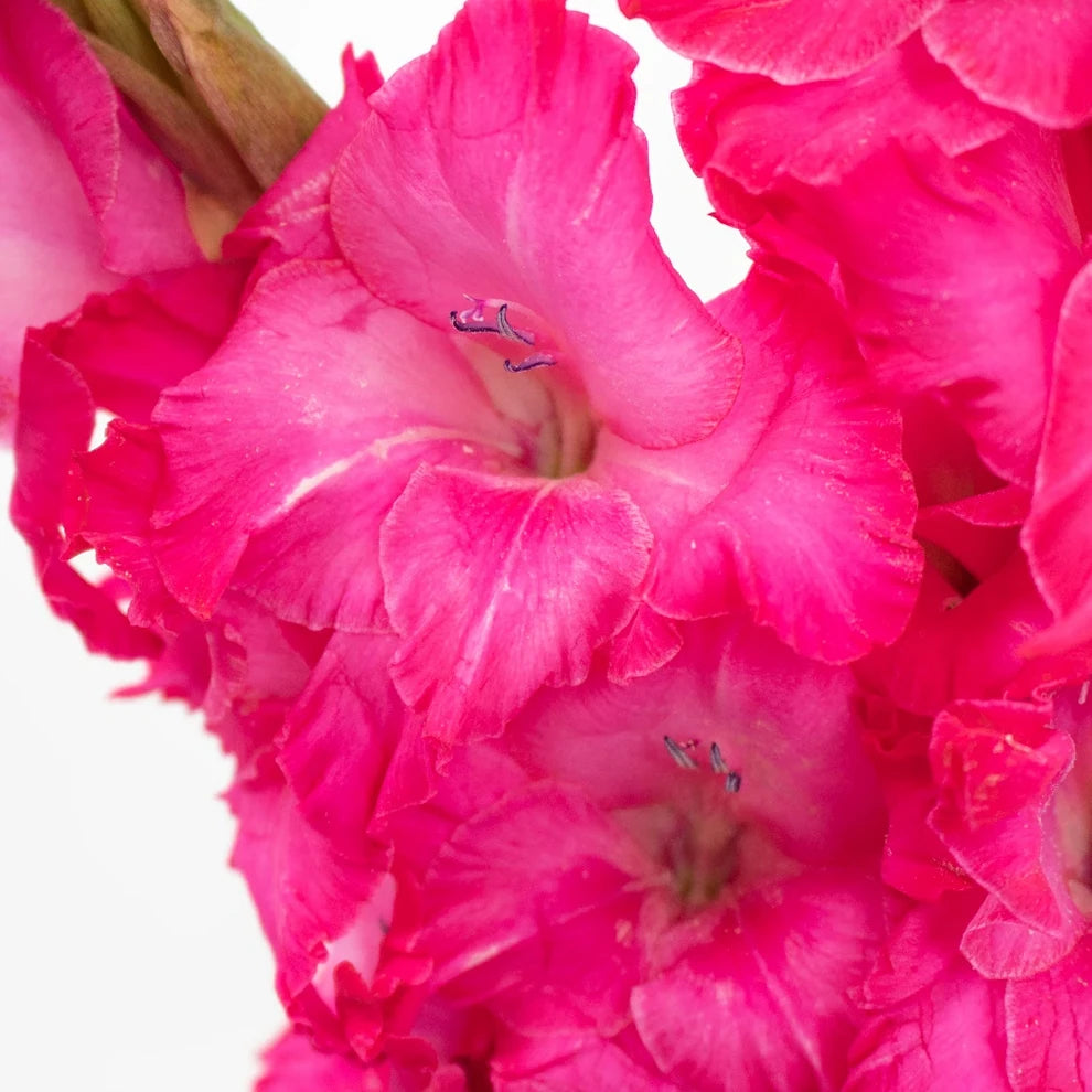 Pink Hot Gladiolus - main