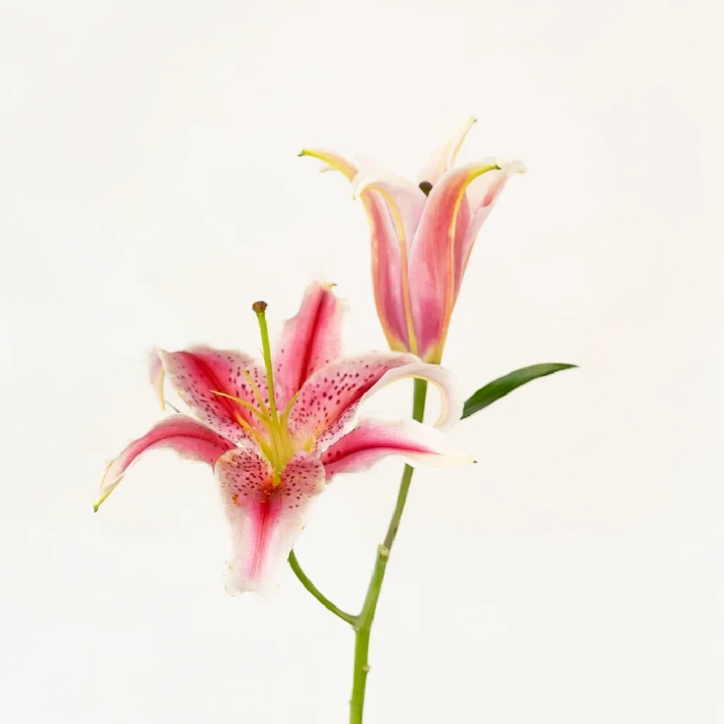 Brilliant Star Lilies Oriental - main