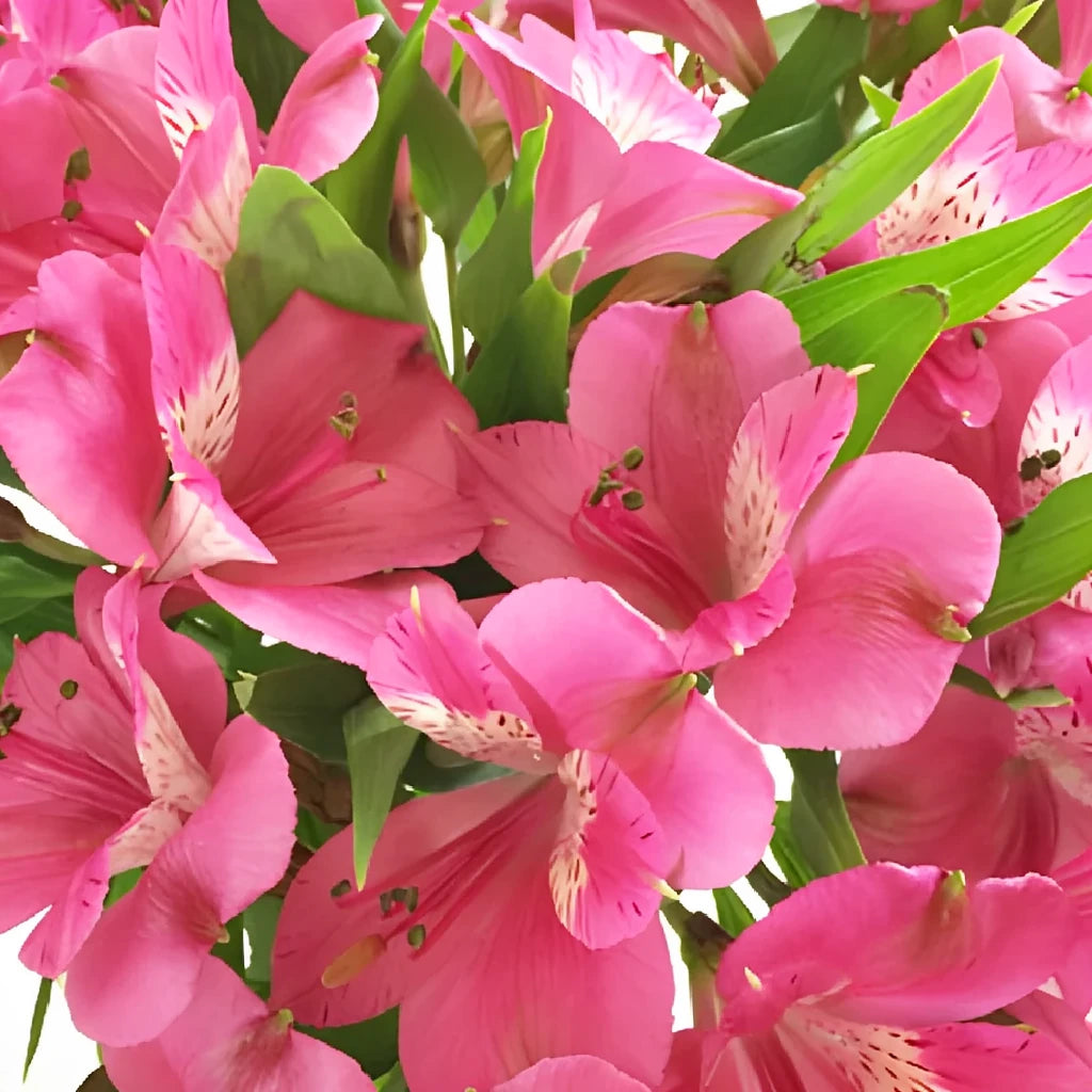 Pink Hot Alstroemeria - alternative 1