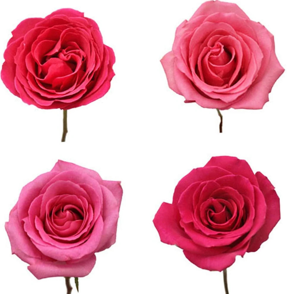 Kiko Roses Standard - alternative 2