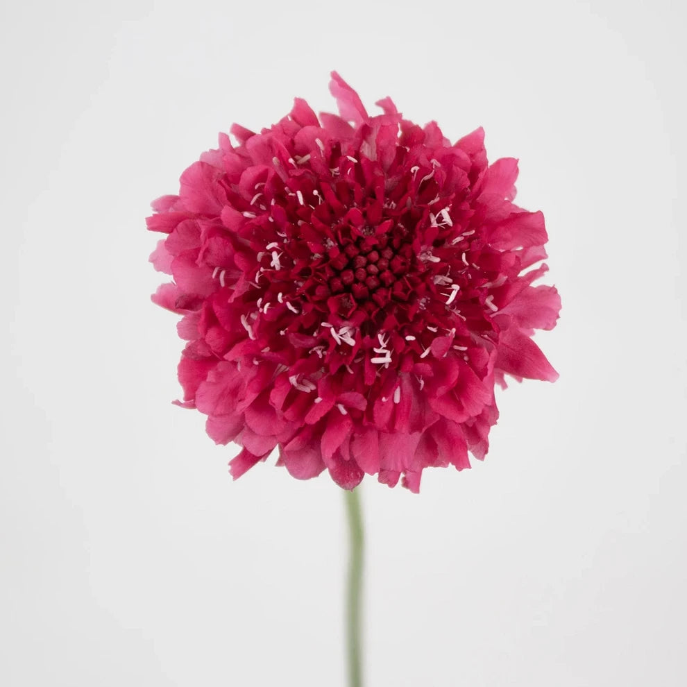Strawberry Scabiosa - main