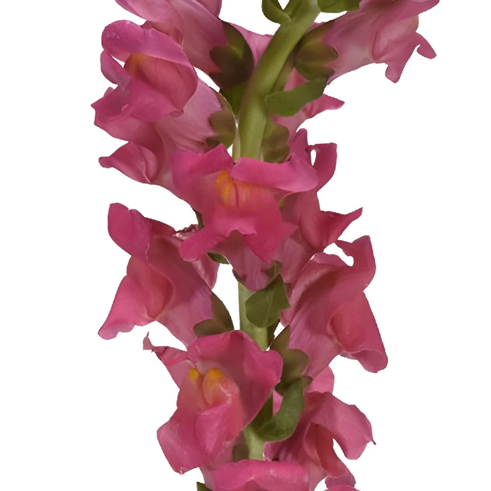 Pink Hot Snapdragons - alternative 3