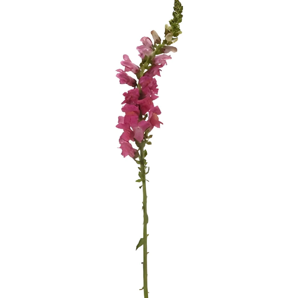 Pink Hot Snapdragons - main