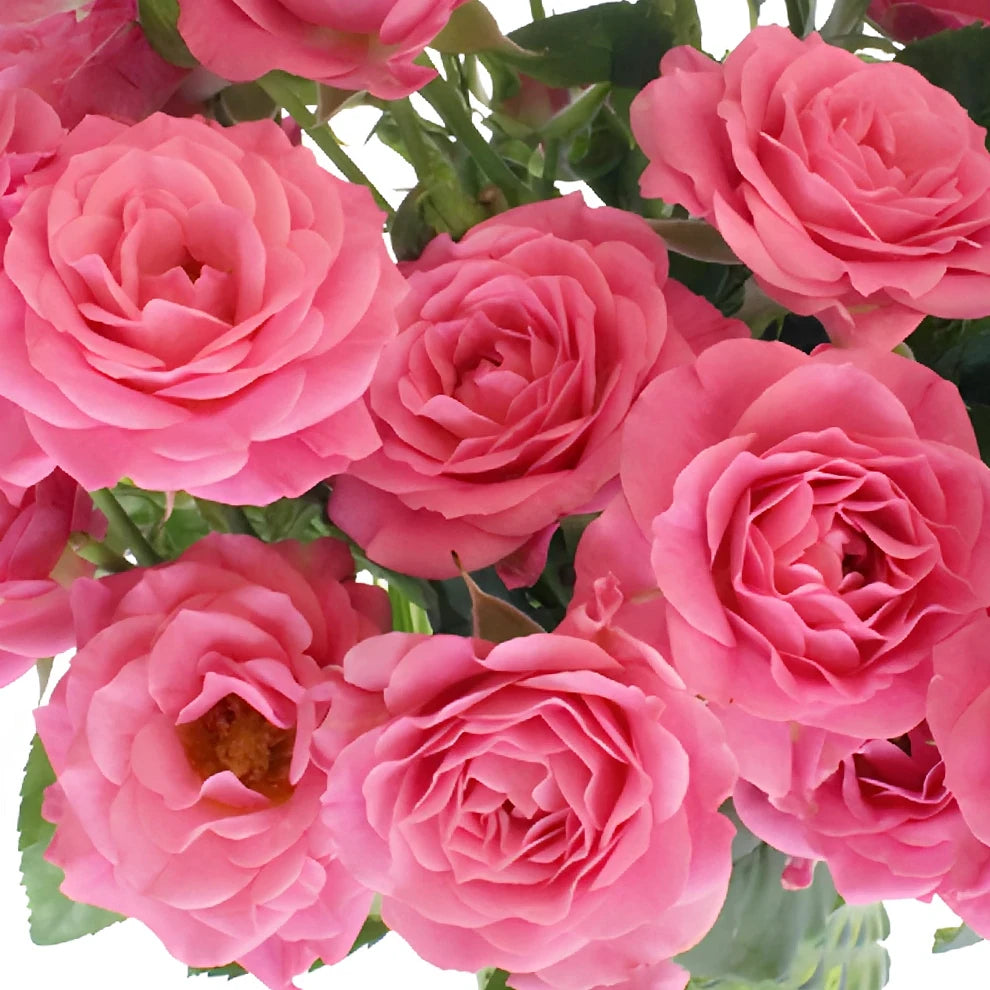 Pink Roses Spray - alternative 2