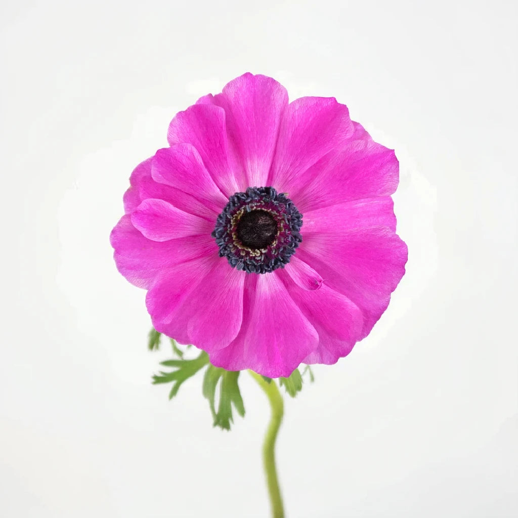 Hot Pink Fullstar Anemones - Hot Pink - main