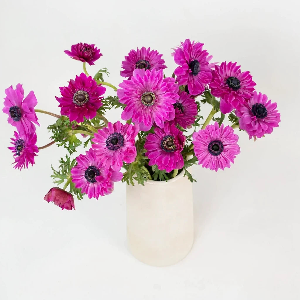 Hot Pink Fullstar Anemones - Hot Pink - alternative 1