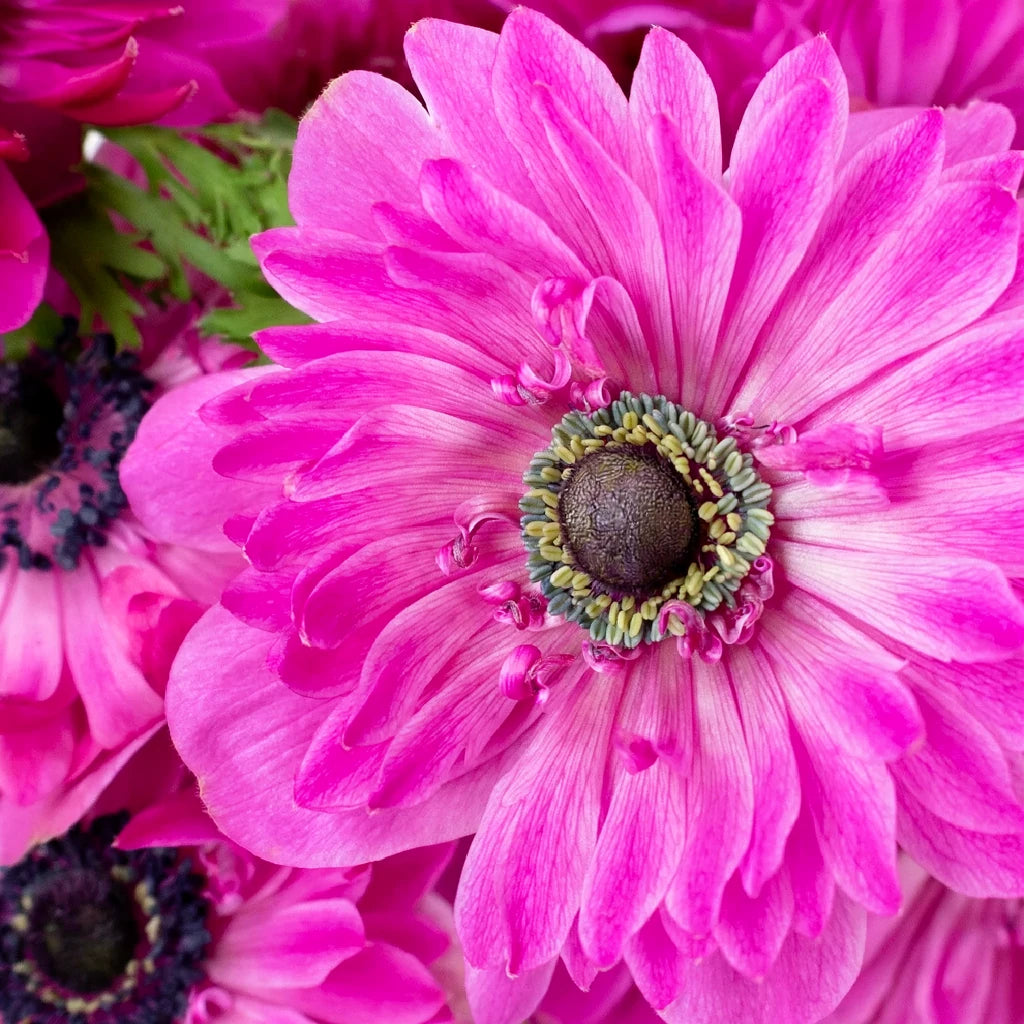 Hot Pink Fullstar Anemones - Hot Pink - alternative 2