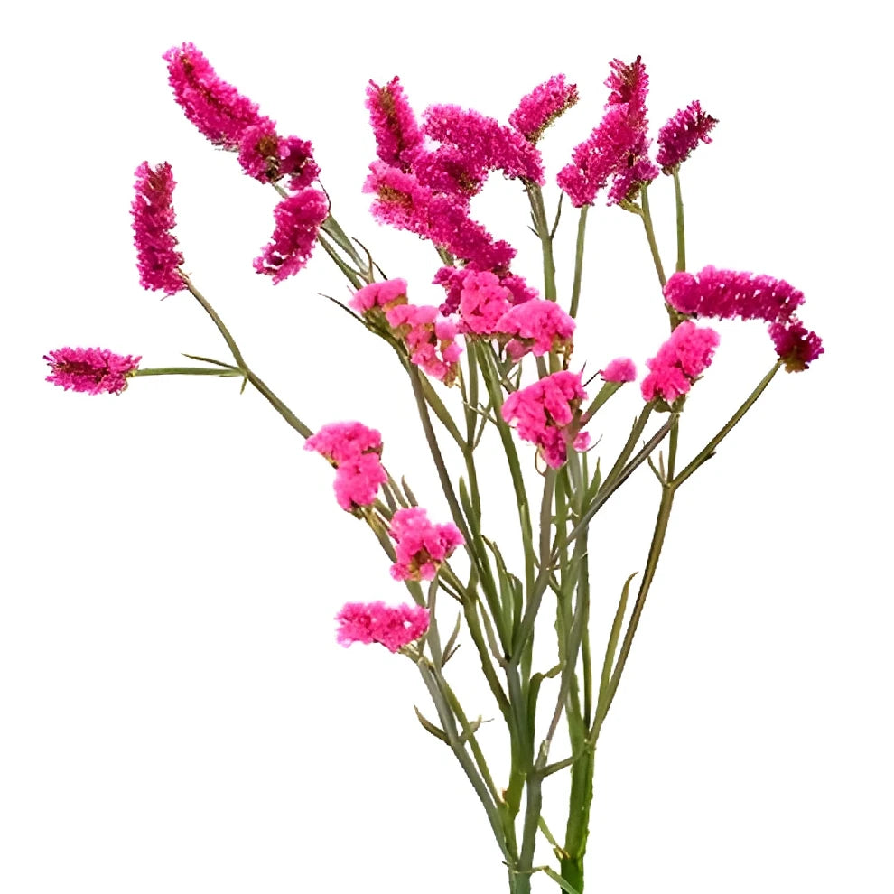 Tinted Pink Light Statice - main