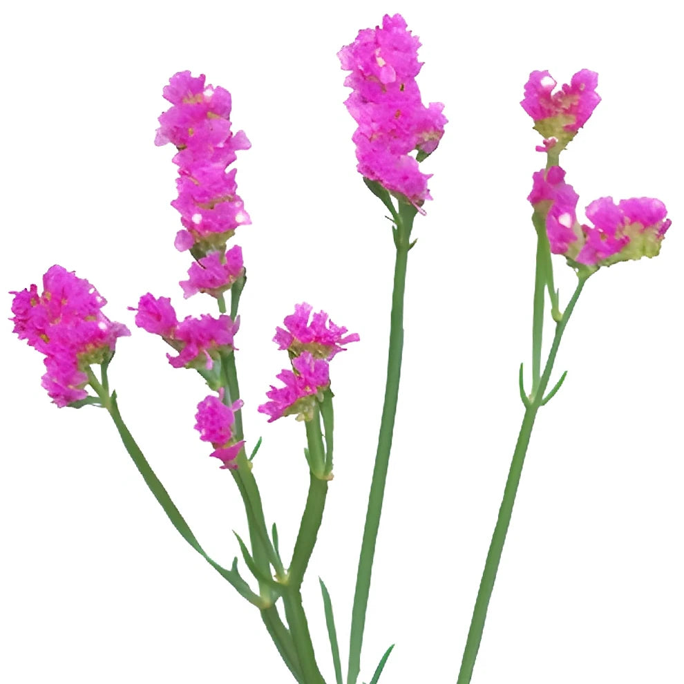Tinted Pink Hot Statice - main