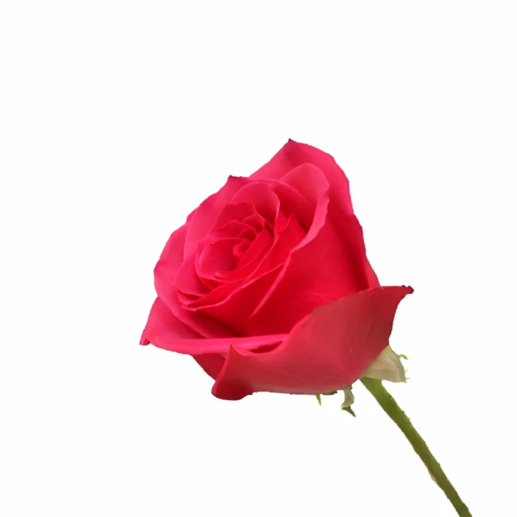 Hot Princess Roses Standard - main